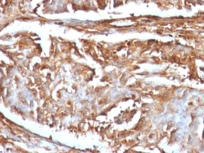 Anti-Beta-2 Microglobulin (B2M)(B2M/961) - image 5