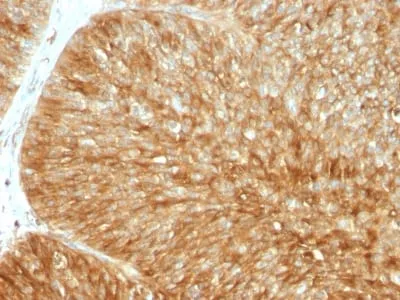 Anti-Beta-2 Microglobulin (B2M)(B2M/961) - image 7