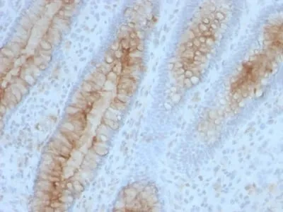 Anti-Beta-2 Microglobulin (B2M)(B2M/961) - image 8