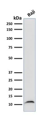 Anti-Beta-2 Microglobulin (B2M)(B2M/961) - image 9