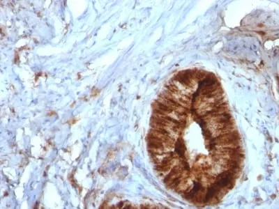 Anti-Beta-2 Microglobulin (B2M)(B2M/961), CF488A conjugate - image 1