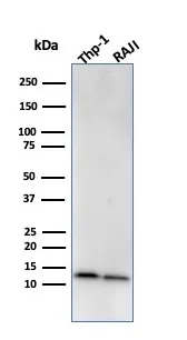 Anti-Beta-2 Microglobulin (B2M)(BBM.1), CF594 conjugate - image 2