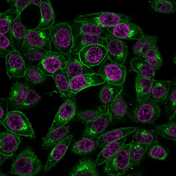 Anti-Beta-2 Microglobulin (B2M)(BBM.1), CF594 conjugate - image 1