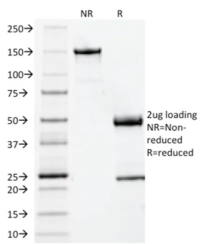 Anti-Beta-2 Microglobulin (B2M)(BBM.1), CF640R conjugate - image 4