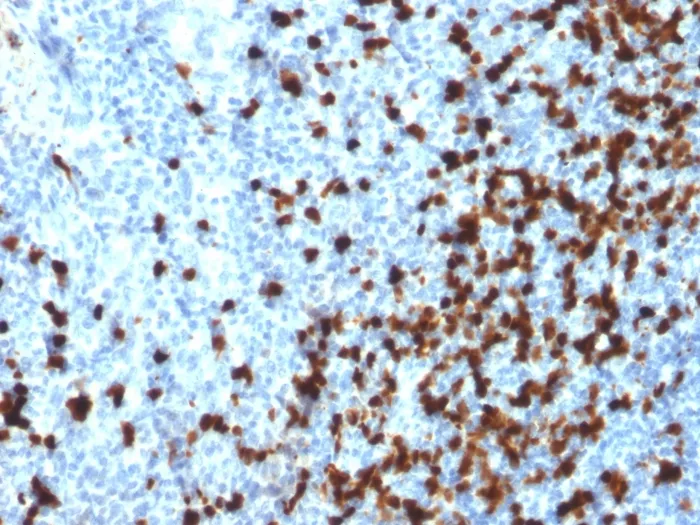 Anti-TCL1 (T-Cell Marker)(TCL1/2079), CF740 conjugate - image 1