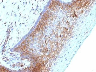 Anti-Beta-2-Microglobulin (B2M)(B2M/1118) - image 3