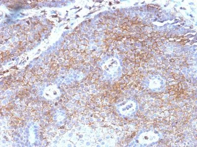 Anti-Beta-2-Microglobulin (B2M)(B2M/1118), CF405S conjugate - image 1