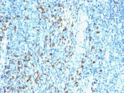 Anti-Biotin(Hyb8) - image 1