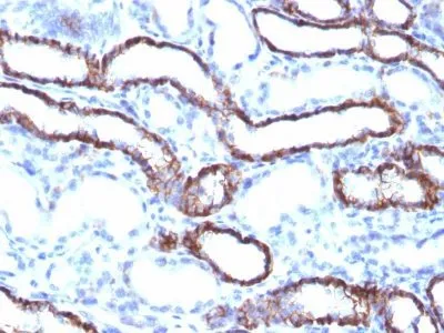Anti-Ksp-Cadherin / CDH16(CDH16/1071), CF740 conjugate - image 2