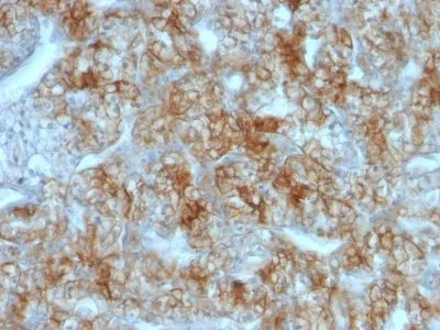 Anti-Ksp-Cadherin / CDH16(CDH16/1071), CF740 conjugate - image 3