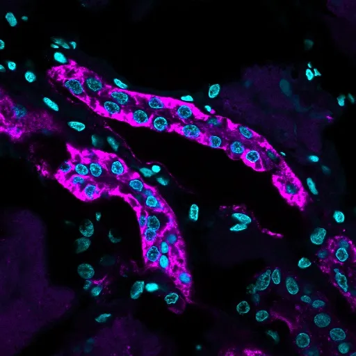 Anti-Ksp-Cadherin / CDH16(CDH16/1071), CF740 conjugate - image 1