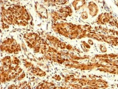 Anti-Calponin-1(CNN1/832), CF640R conjugate - image 2