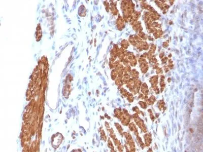 Anti-Calponin-1(CNN1/832), CF640R conjugate - image 3