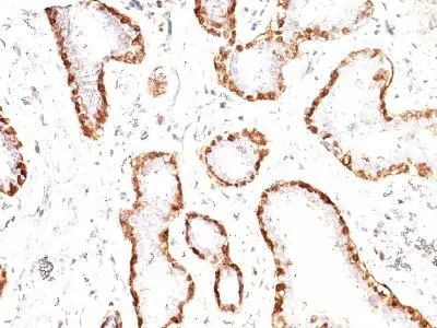 Anti-Calponin-1(CNN1/832), CF640R conjugate - image 1