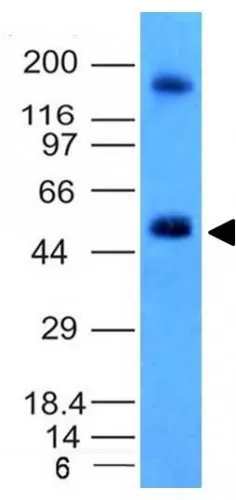 Anti-Carbonic Anhydrase IX(CA9/781), Biotin conjugate - image 2