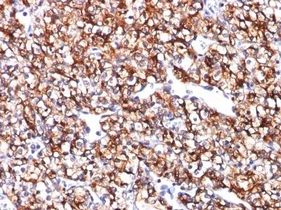 Anti-Carbonic Anhydrase IX(CA9/781), Biotin conjugate - image 1