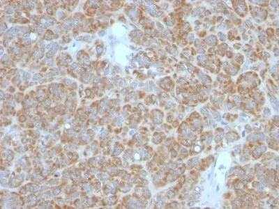 Anti-bcl-2(BCL2/782 + BCL2/796), CF740 conjugate - image 2