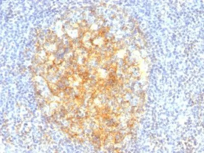 Anti-CD106 / VCAM1(VCAM1/843), CF488A conjugate - image 1