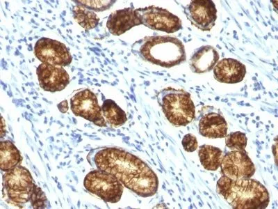 Anti-Mucin 6 (MUC6)(MUC6/916), CF740 conjugate - image 2