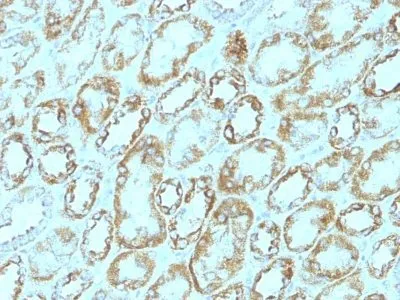 Anti-CD171 / L1CAM (L1 Cell Adhesion Molecule)(UJ127), Biotin conjugate - image 1
