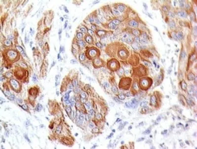 Anti-CD28(204.12), CF488A conjugate - image 1