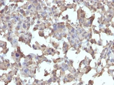 Anti-CD284 / TLR4(TLR4/230), CF640R conjugate - image 1