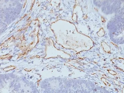 Anti-CD31 / PECAM-1(158-2B3), CF594 conjugate - image 1