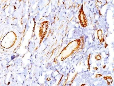 Anti-CD34(QBEnd/10), CF640R conjugate - image 2