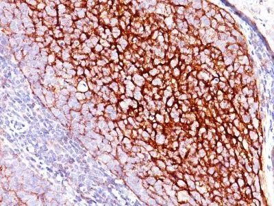 Anti-CD35 / CR1(E11), CF640R conjugate - image 1