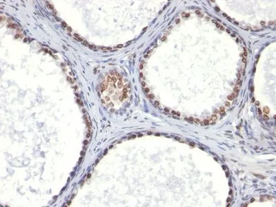 Anti-CD41a(ITGA2B/1036) - image 1