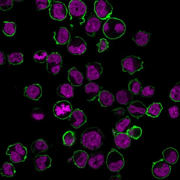 Anti-CD43(84-3C1), Biotin conjugate - image 2