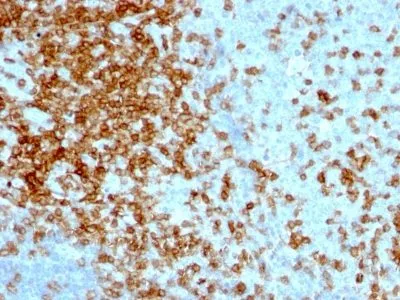 Anti-CD43(84-3C1), Biotin conjugate - image 1