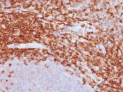 Anti-CD43(DF-T1), CF488A conjugate - image 1