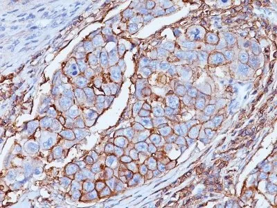 Anti-CD44 Standard(DF1485), CF488A conjugate - image 3