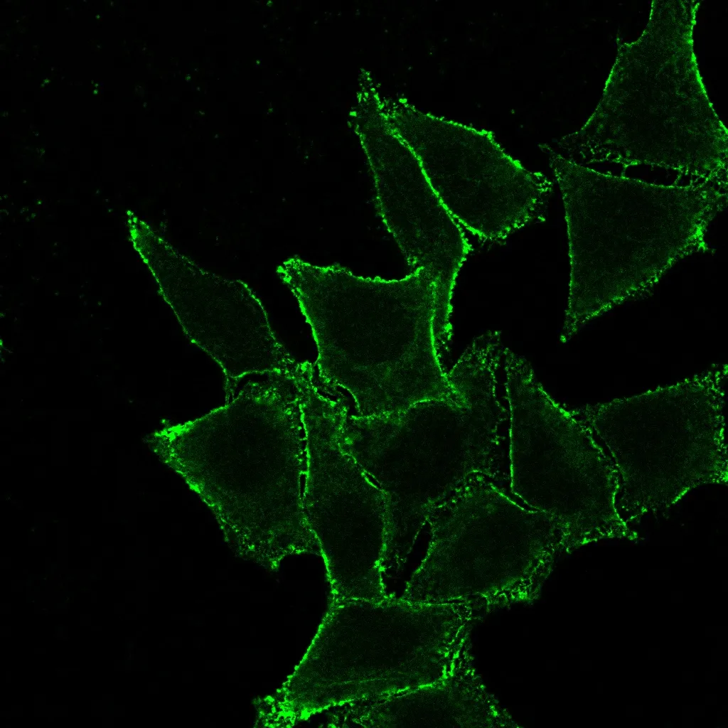 Anti-CD44 Standard(DF1485), CF568 conjugate - image 2