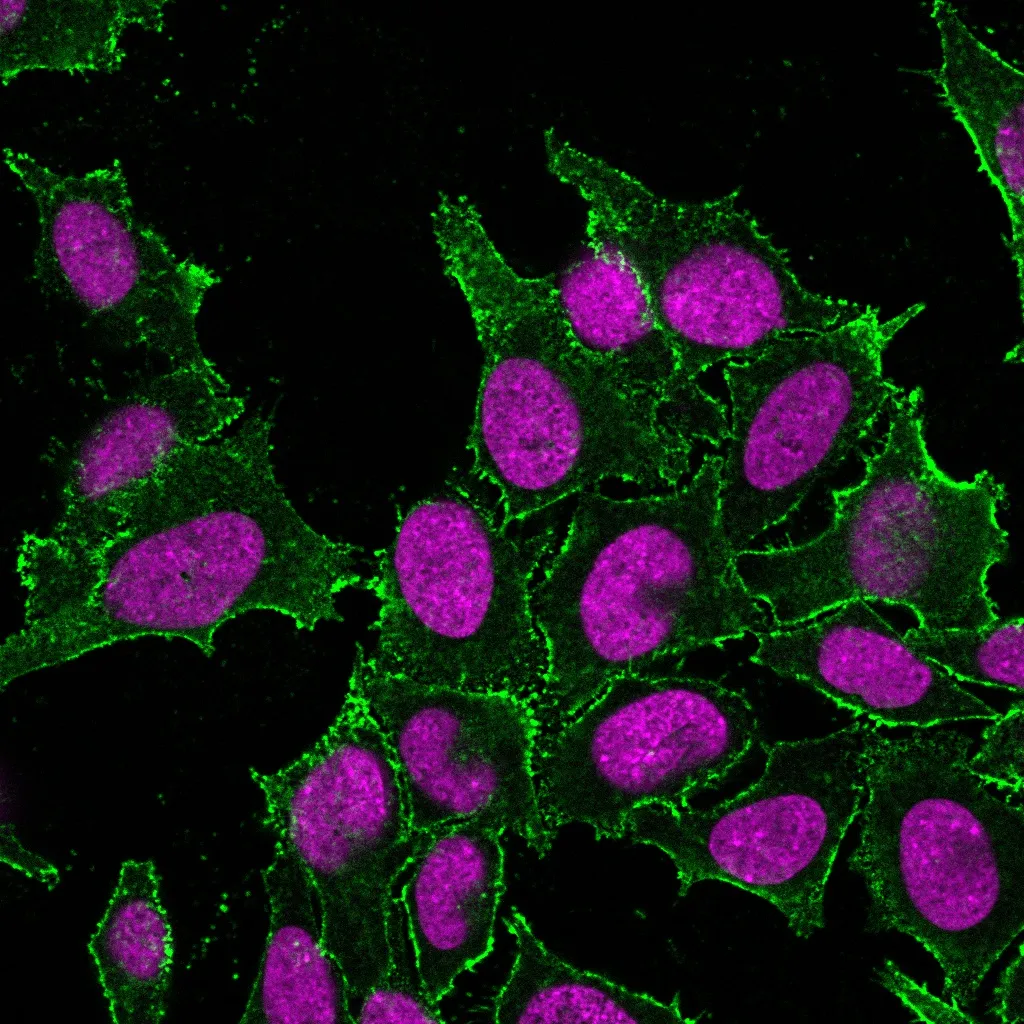 Anti-CD44 Standard(DF1485), CF568 conjugate - image 1