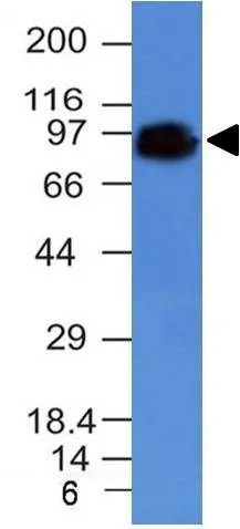 Anti-CD44 Standard(HCAM/918), CF568 conjugate - image 2