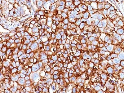 Anti-CD44 Standard(HCAM/918), CF568 conjugate - image 1