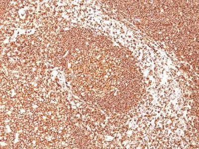 Anti-CD45 / LCA(2B11) - image 1