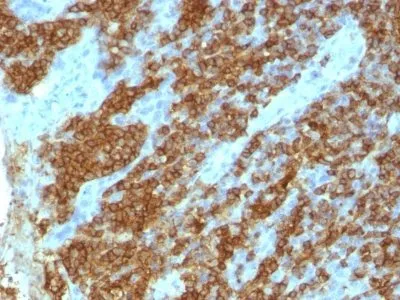 Anti-CD45RA(111-1C5), CF594 conjugate - image 1