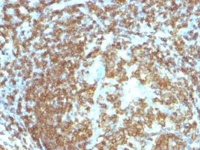 Anti-CD45RA(158-4D3) - image 1