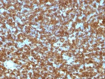 Anti-CD45RA(PTPRC/1131) - image 1