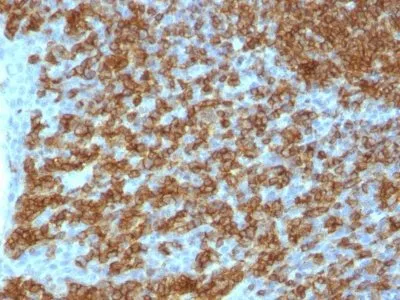 Anti-CD45RA(PTPRC/1148), CF594 conjugate - image 1