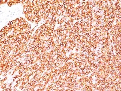 Anti-CD45RB(PD7/26), CF568 conjugate - image 2