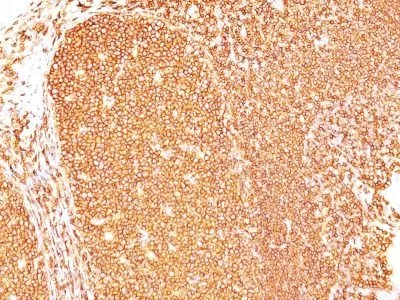 Anti-CD45RB(PD7/26), CF568 conjugate - image 1
