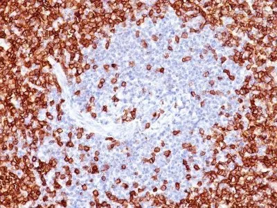 Anti-CD45RO(T200/797), CF594 conjugate - image 1