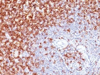Anti-CD45RO(UCHL1 + T200/797), CF405S conjugate - image 1