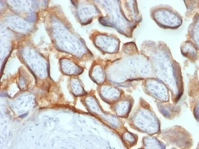 Anti-HCG-beta(HCGb/54+ HCGb/459), CF740 conjugate - image 1