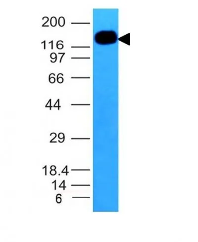 Anti-CD50 (ICAM-3)(101-1D2), CF488A conjugate - image 1