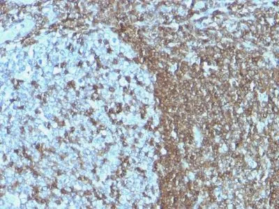 Anti-CD50 (ICAM-3)(ICAM3/1019), Biotin conjugate - image 2